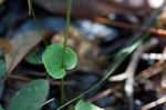 Largeleaf grass of Parnassus